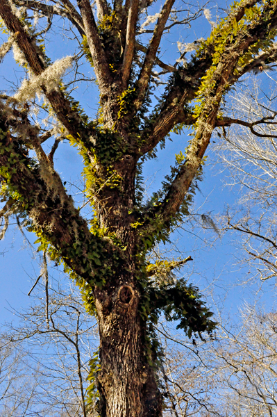 moss covered tree